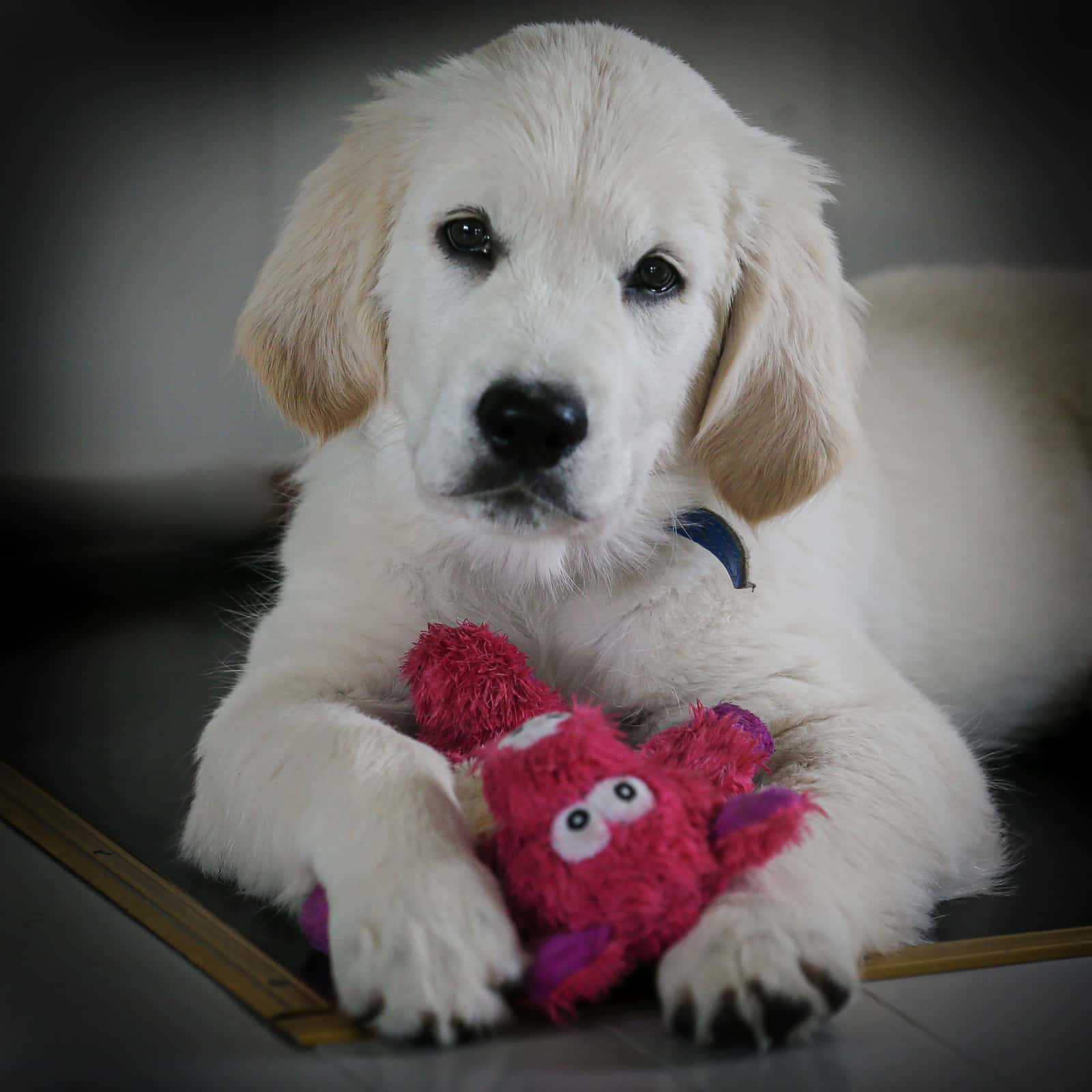 NATIONAL GOLDEN RETRIEVER DAY