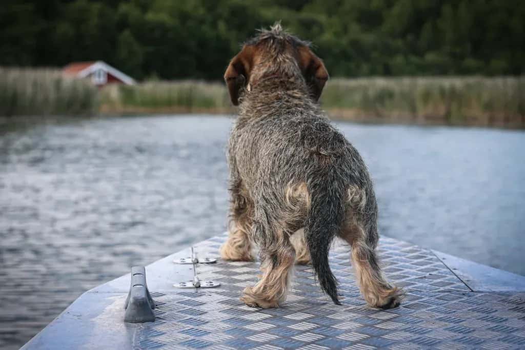 A dog's life has ended