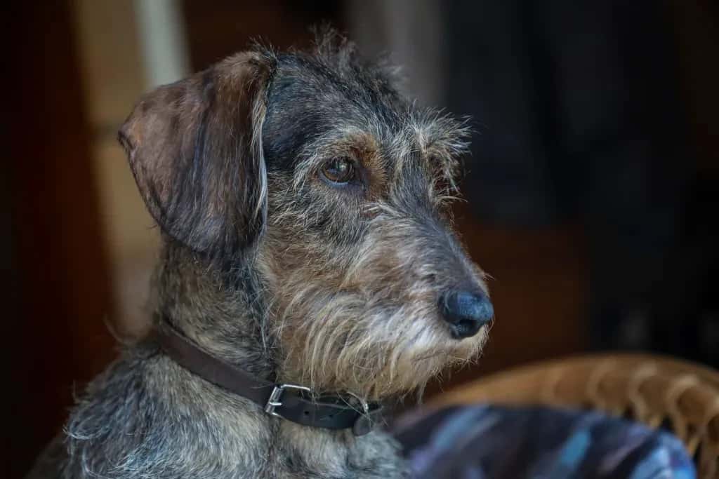 A dog's life has ended