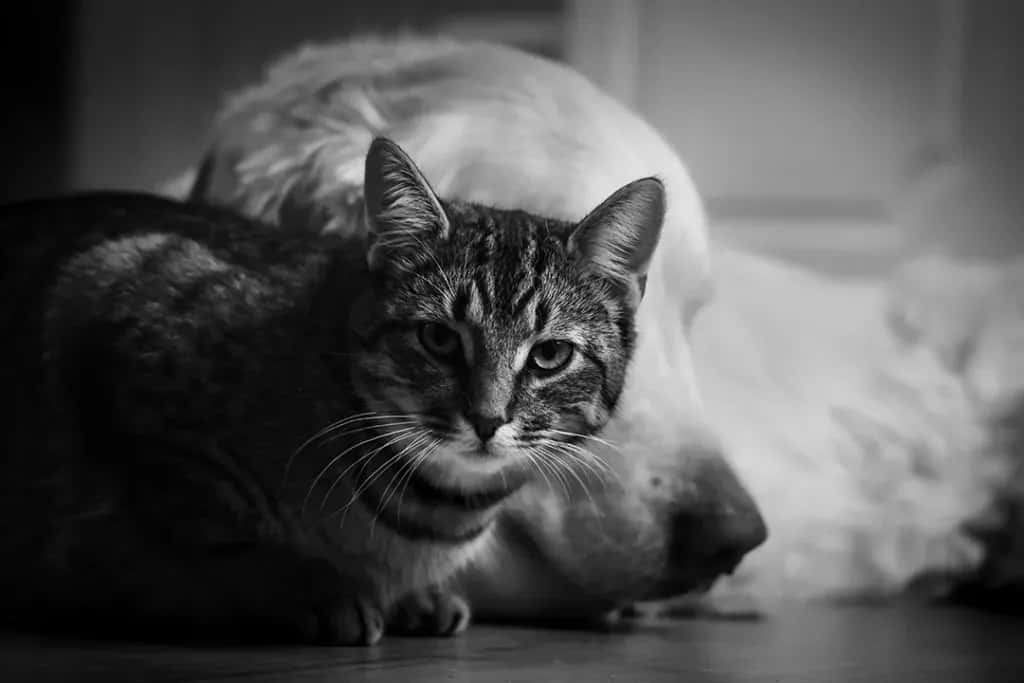 When Love Comes With Claws