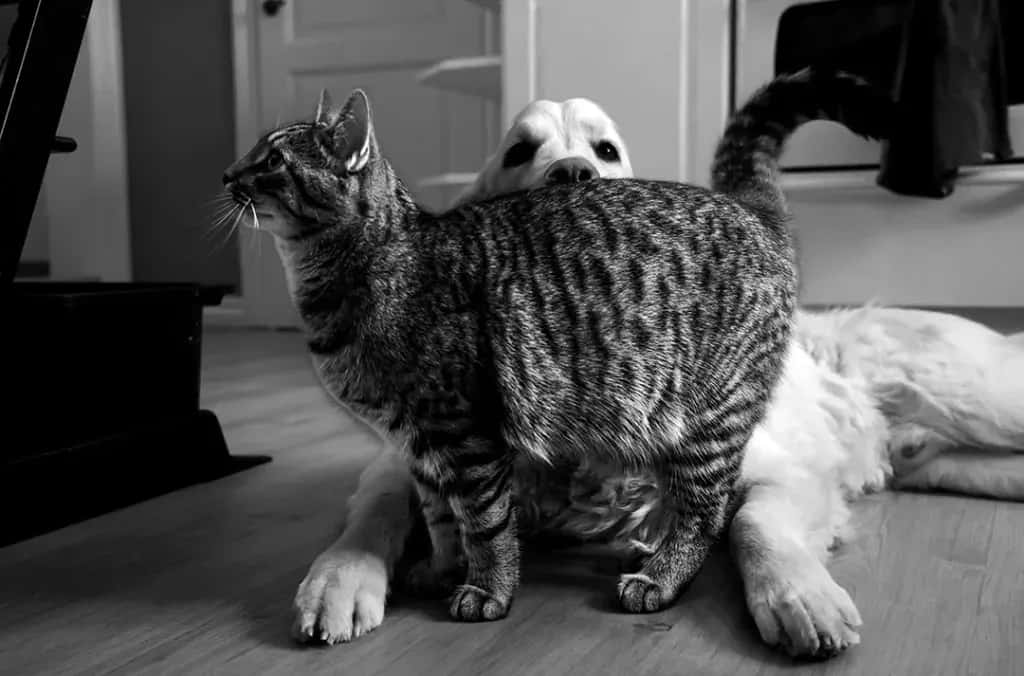 When Love Comes With Claws
