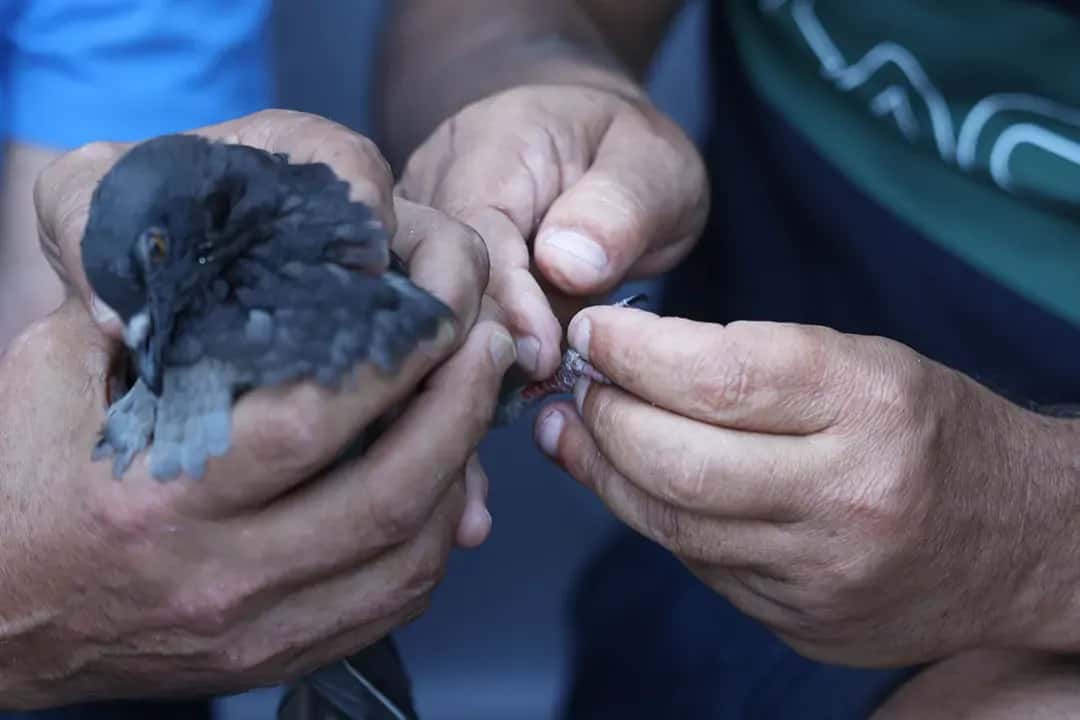 What Is a Pigeon?