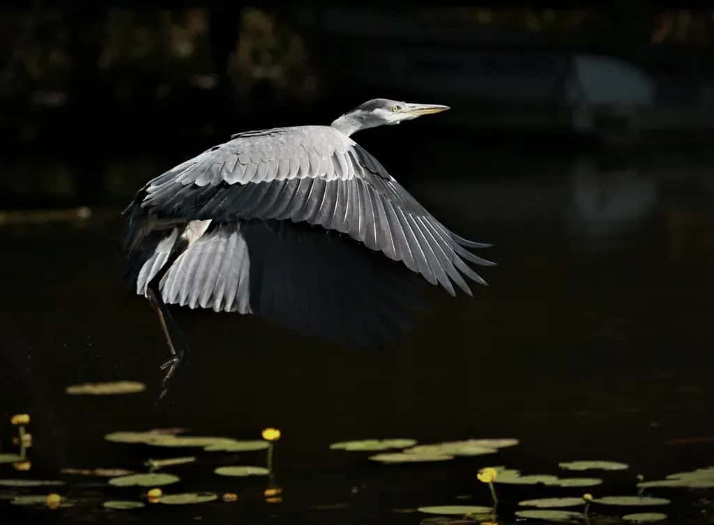 Mystery and Vigilance = the Grey Heron