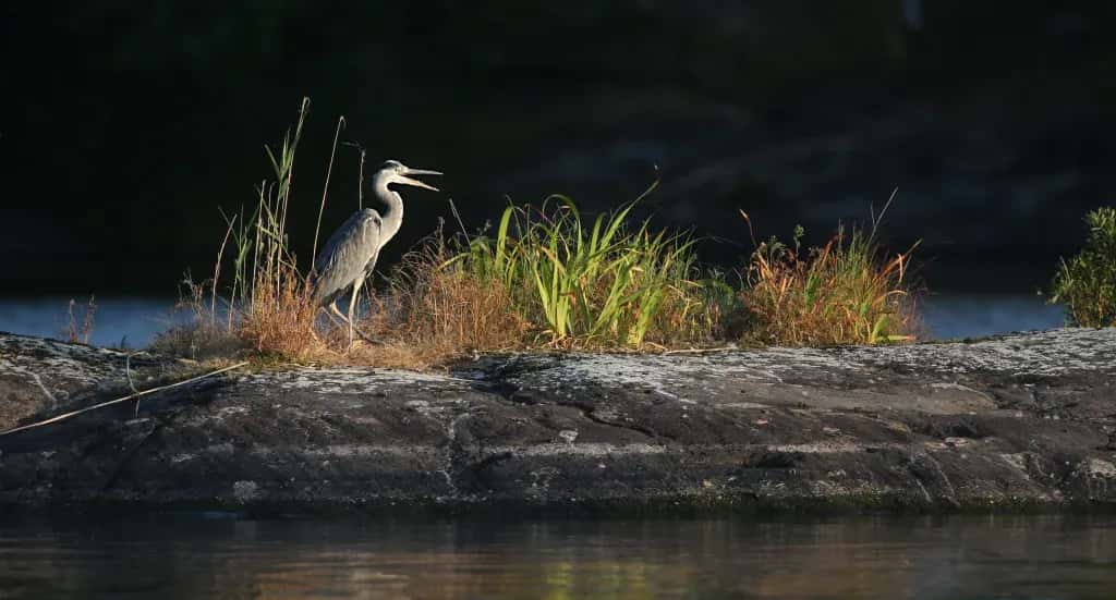 Mystery and Vigilance = the Grey Heron