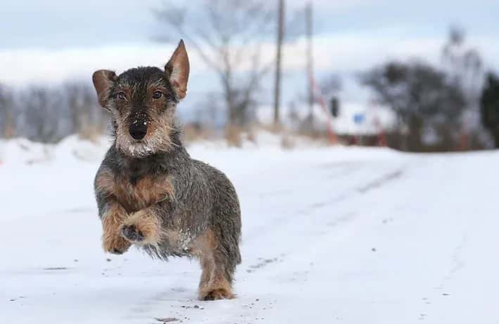 A dog's life has ended