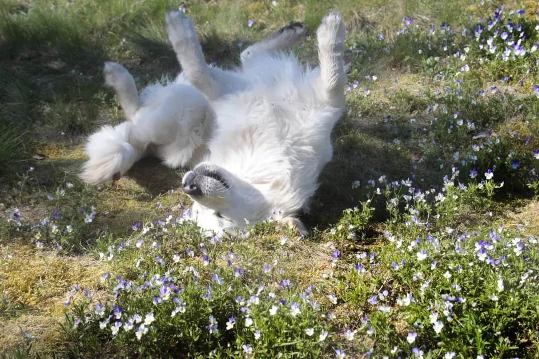 NATIONAL GOLDEN RETRIEVER DAY