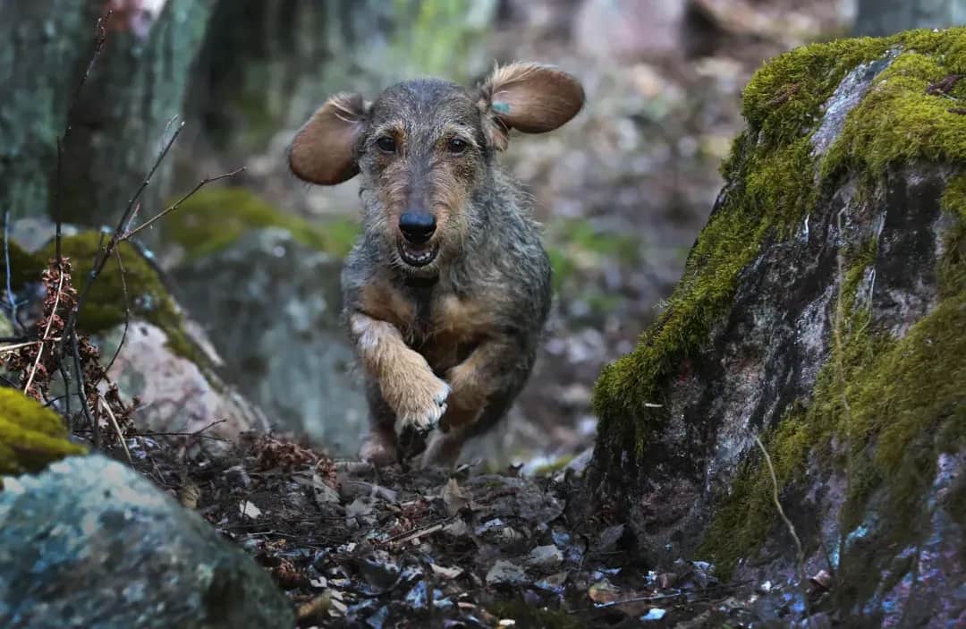 A dog's life has ended