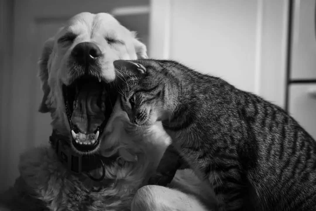 When Love Comes With Claws