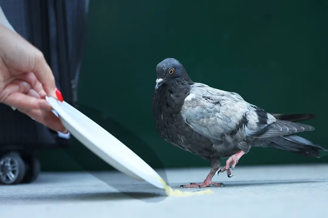 What Is a Pigeon?