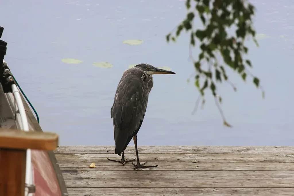 Mystery and Vigilance = the Grey Heron