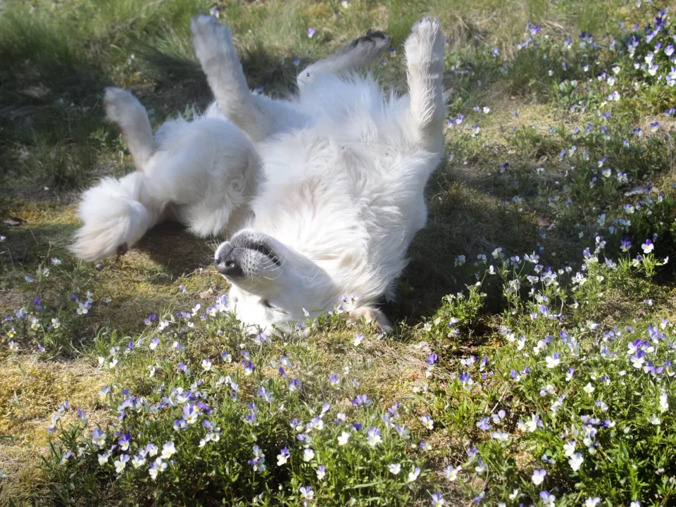 NATIONAL GOLDEN RETRIEVER DAY