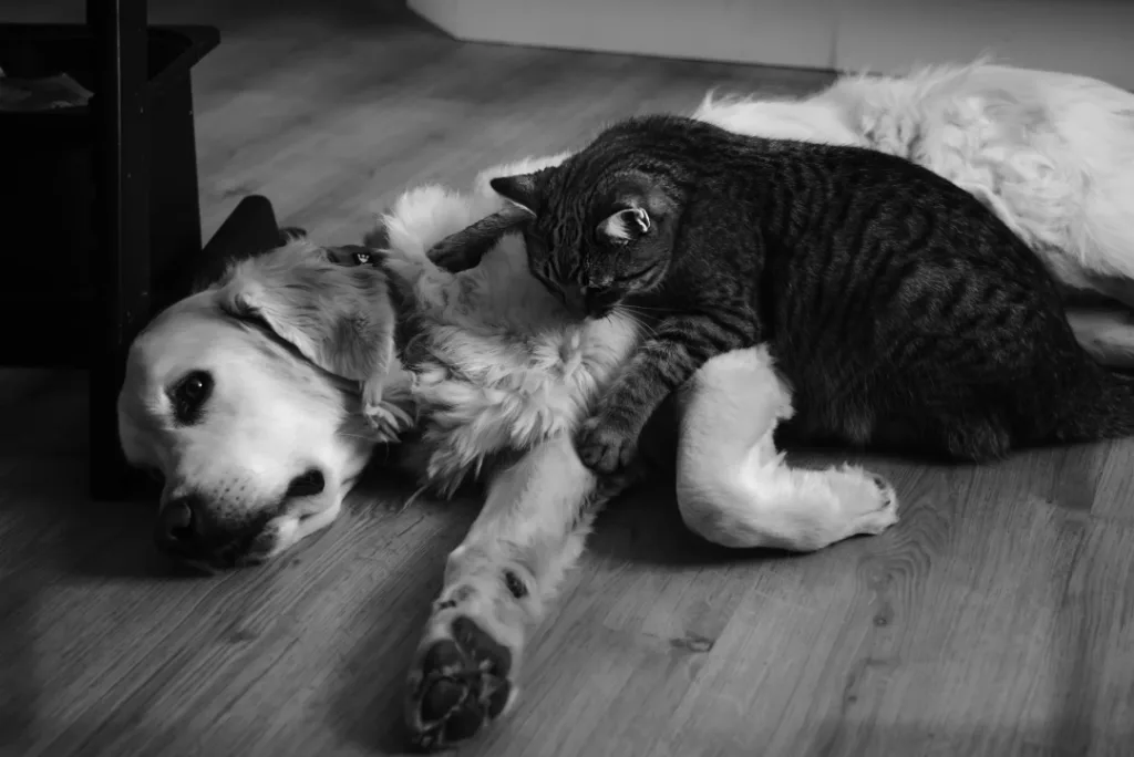 Cat and Golden retriever