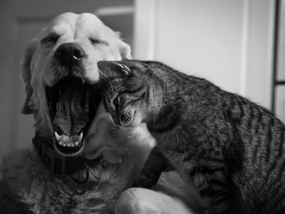 When Love Comes With Claws