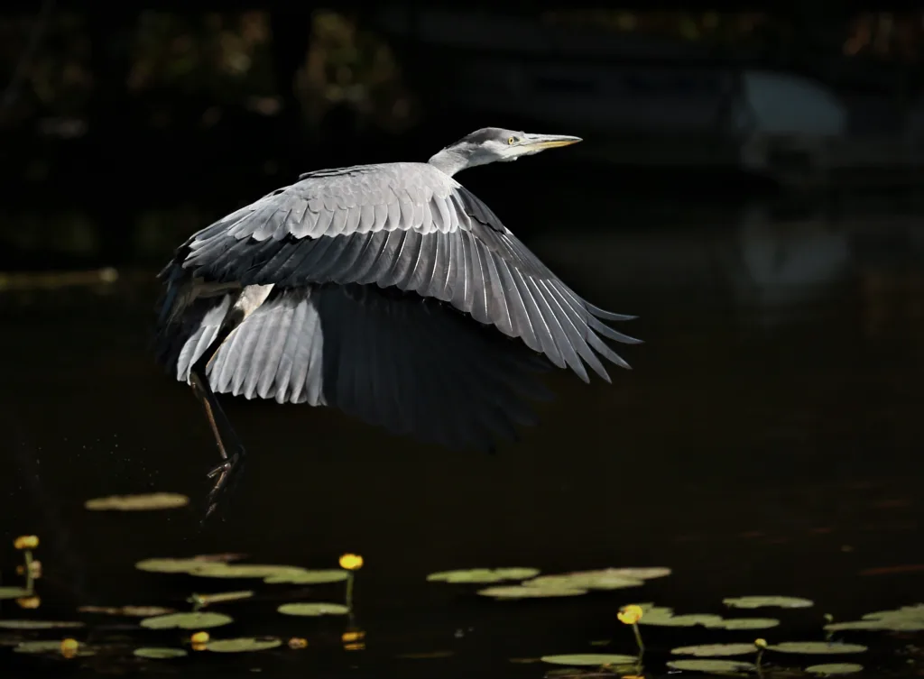 Flygande gråhäger