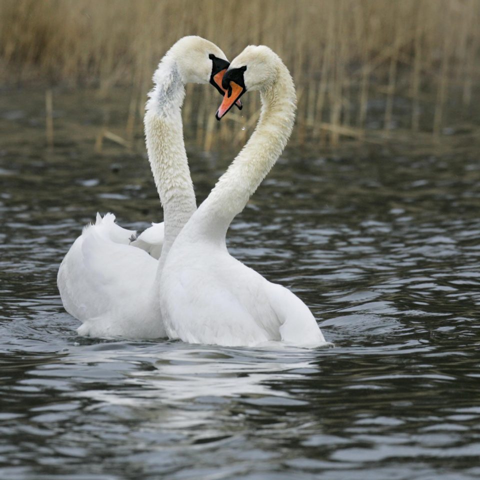 Love Ritual on Lake Hjälmaren
