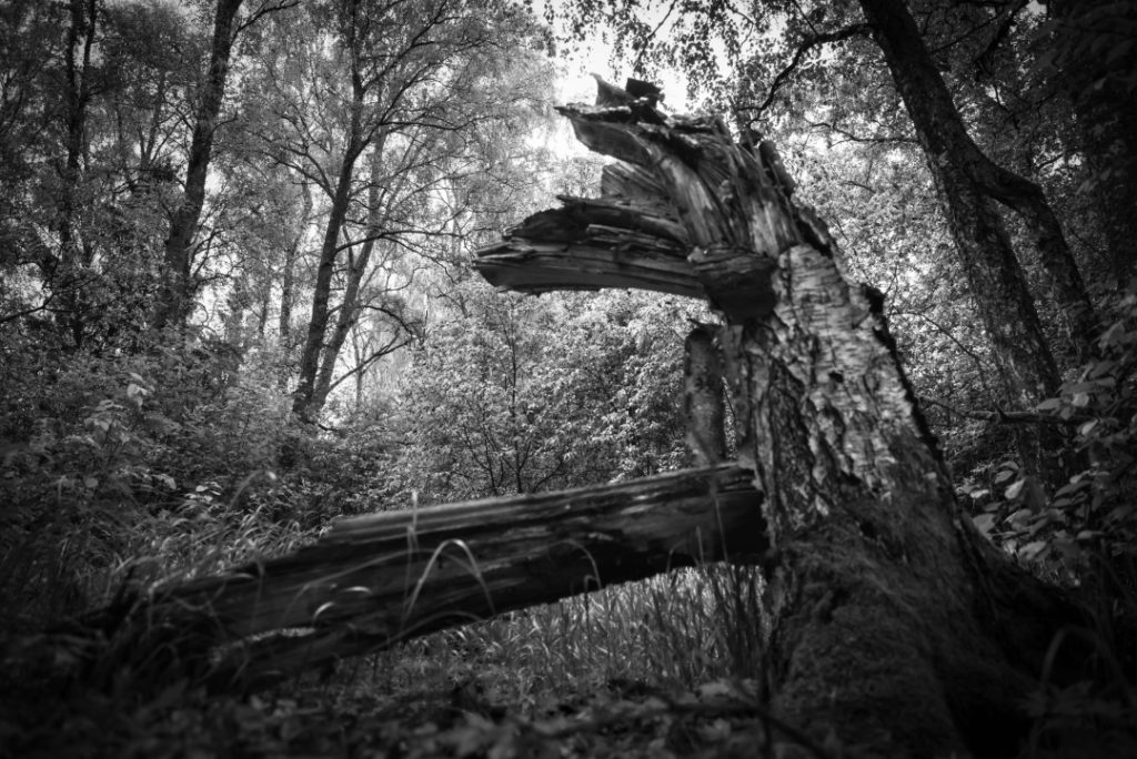 draken på Holmen The dragon's home on Holmen