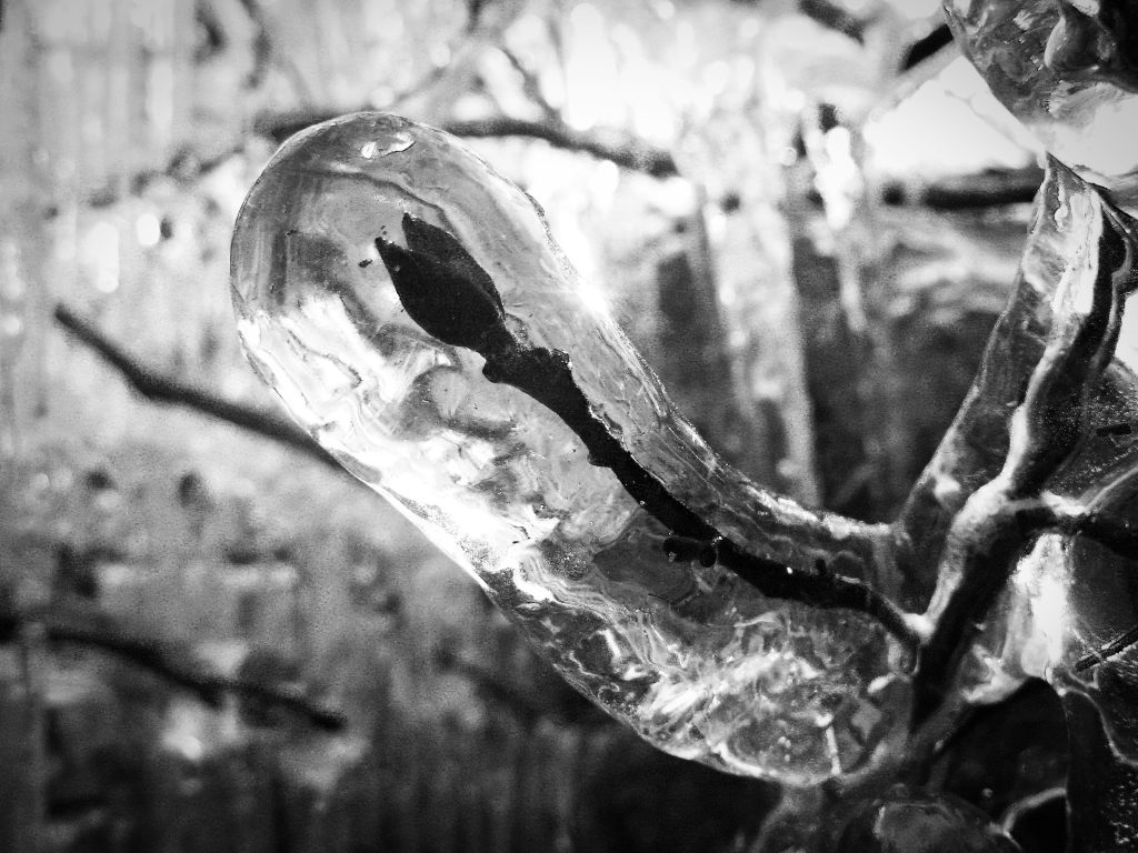 A flower bud preserved inside clear ice during winter.